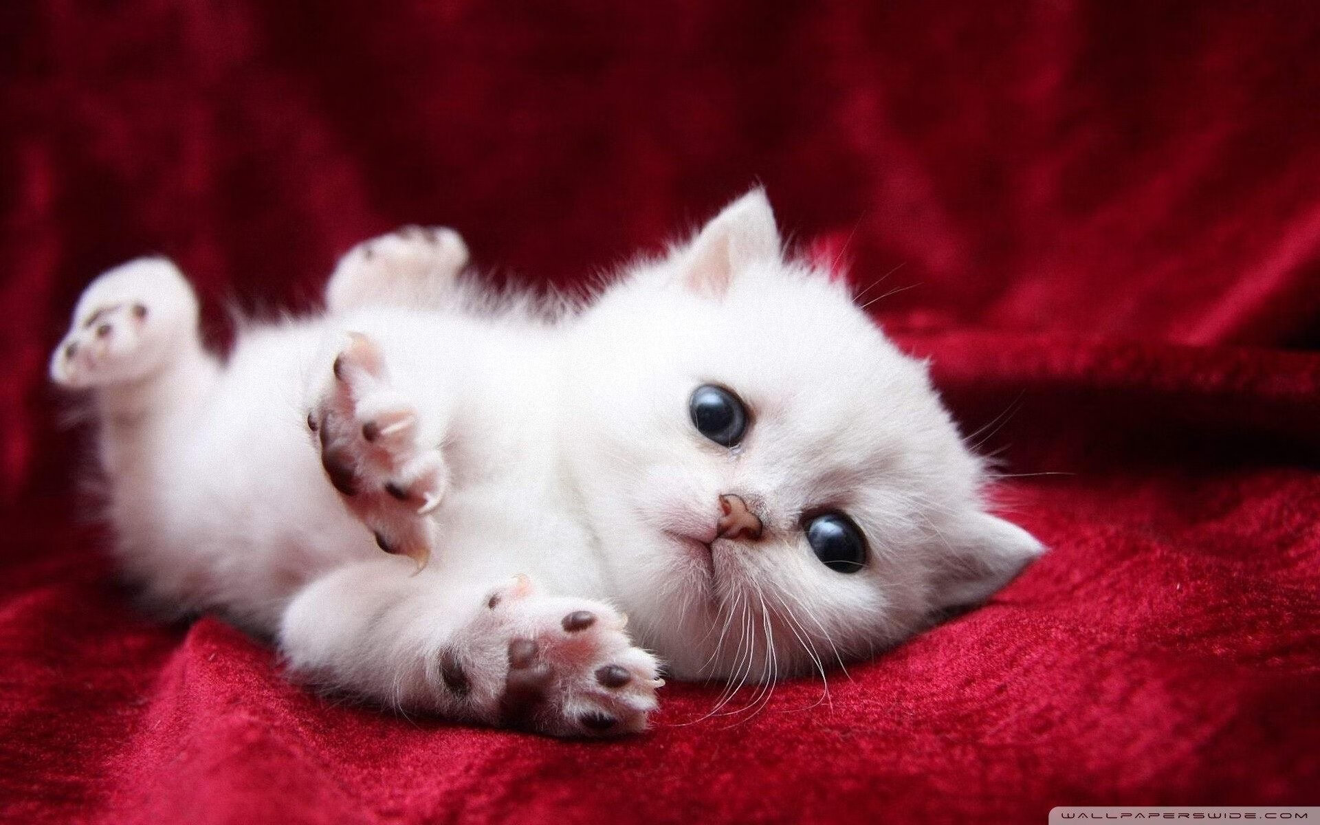 穿越八千里的证明，从洛杉矶到上海，篮球不语却道尽一切