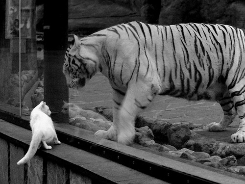 北非之狮怒吼非洲之巅，突尼斯关键战力擒安哥拉，抢下奥运周期制高点