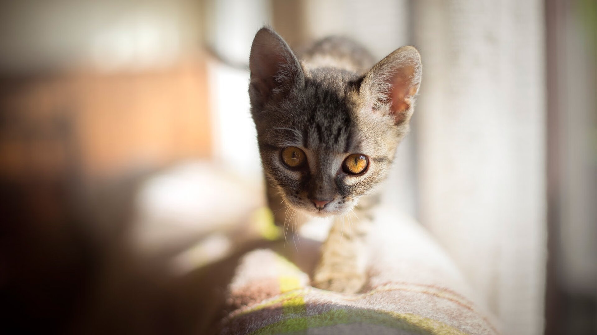 巨星闪耀与远征南非,现代足球的全球化与本土化博弈