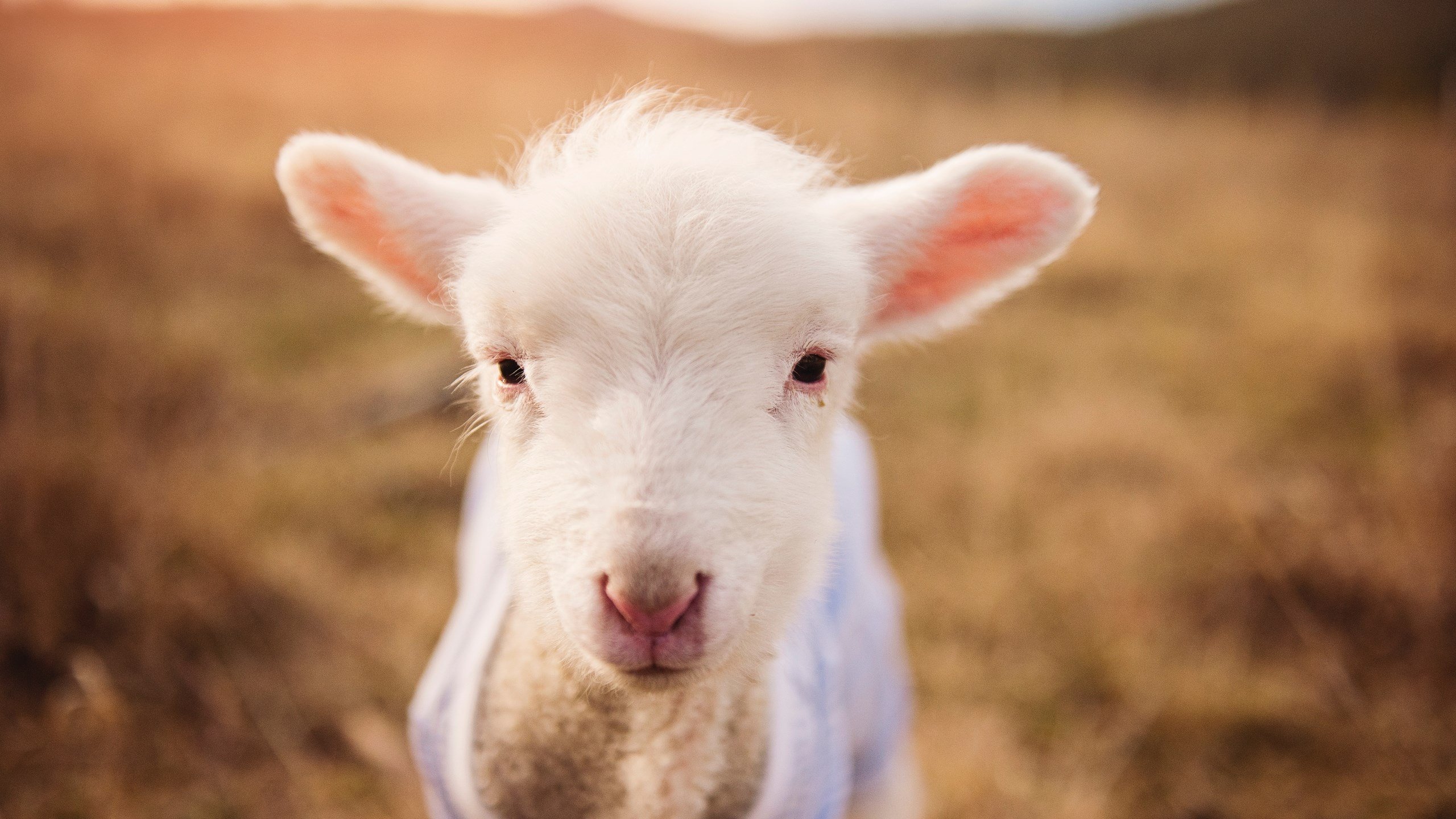 芬兰关键战突围喀麦隆，迪亚斯稳定输出不掉线