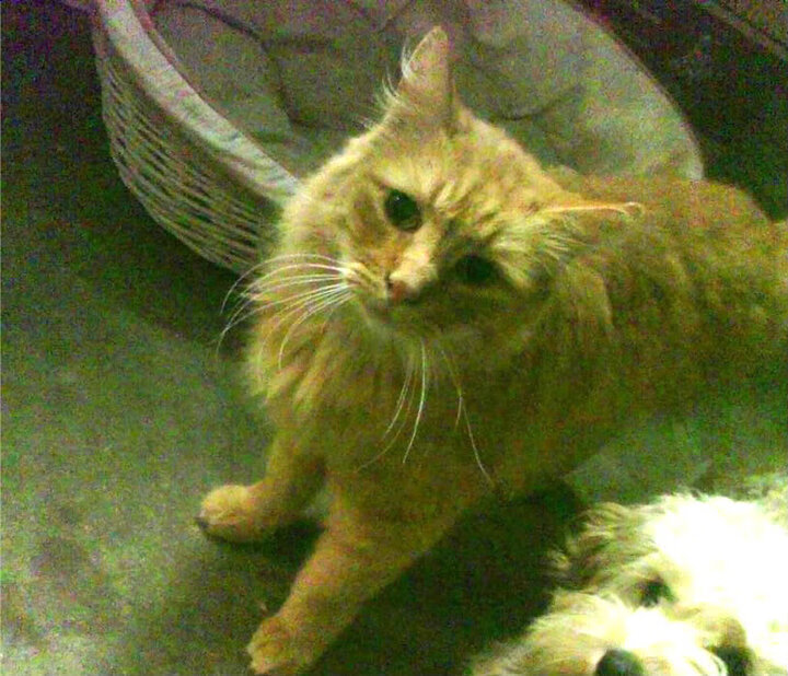 太阳直落黄浦江！马克西38分闪耀夜空，上海滩防线难挡超级新星