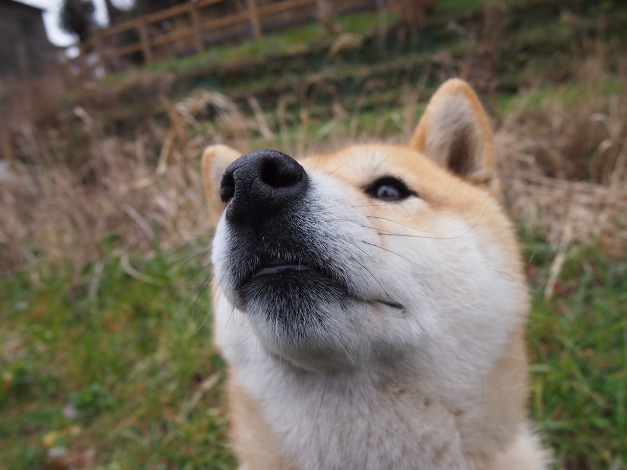 巨星闪耀与秩序重构，当内马尔爆发照亮绿茵，克罗地亚掀起颠覆风暴