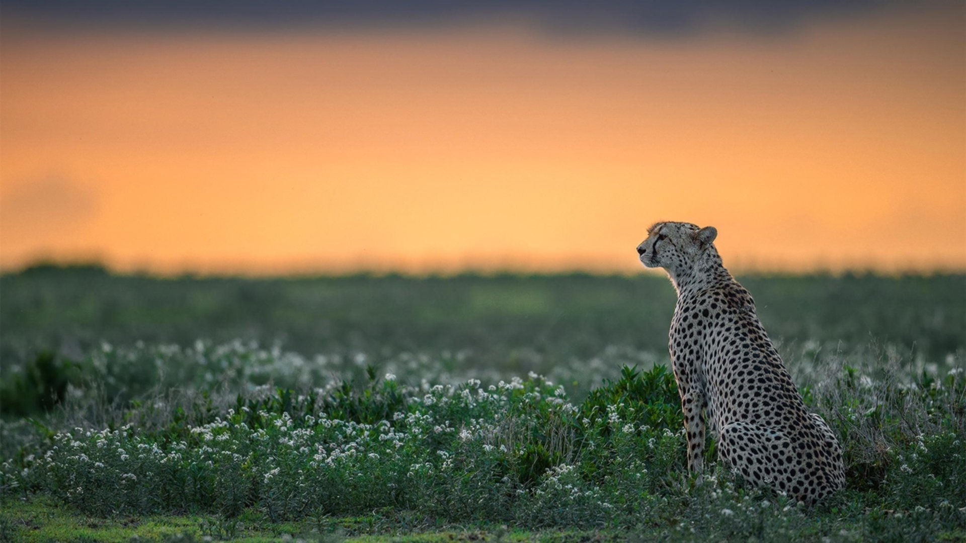 冰与火之歌，波兰神锋险胜尤文，罗德里戈欧冠半决赛接管比赛
