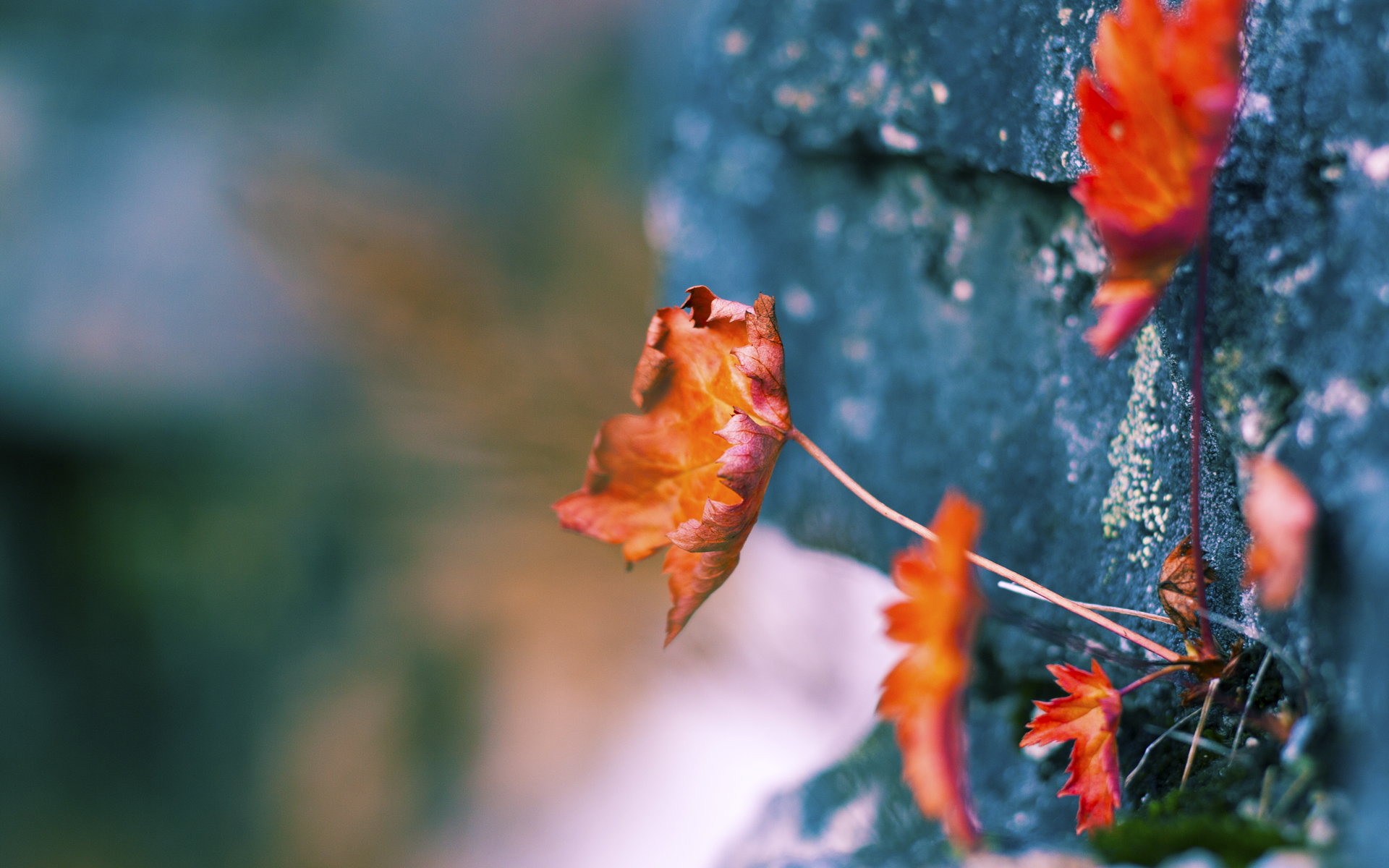 逆袭之夜，霍勒迪末节17分掀翻勇士，篮网防守制胜