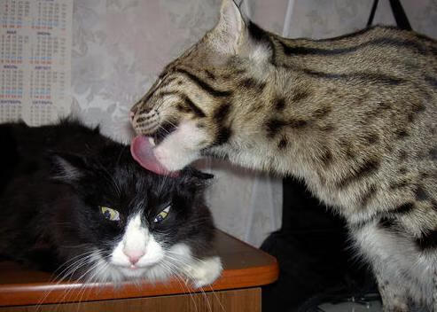 绿茵风暴,里昂横扫阿尔及利亚,2026世界杯上演技术革命