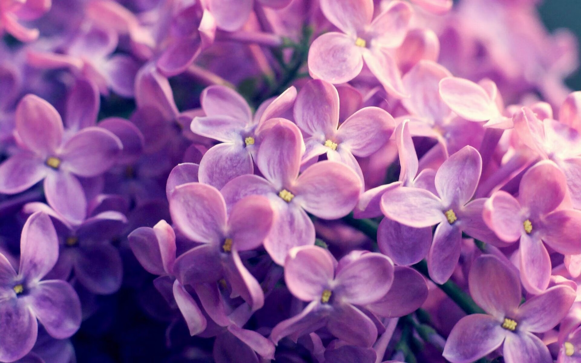 山西队火力全开压制猛龙，杜兰特临危受命化身关键先生