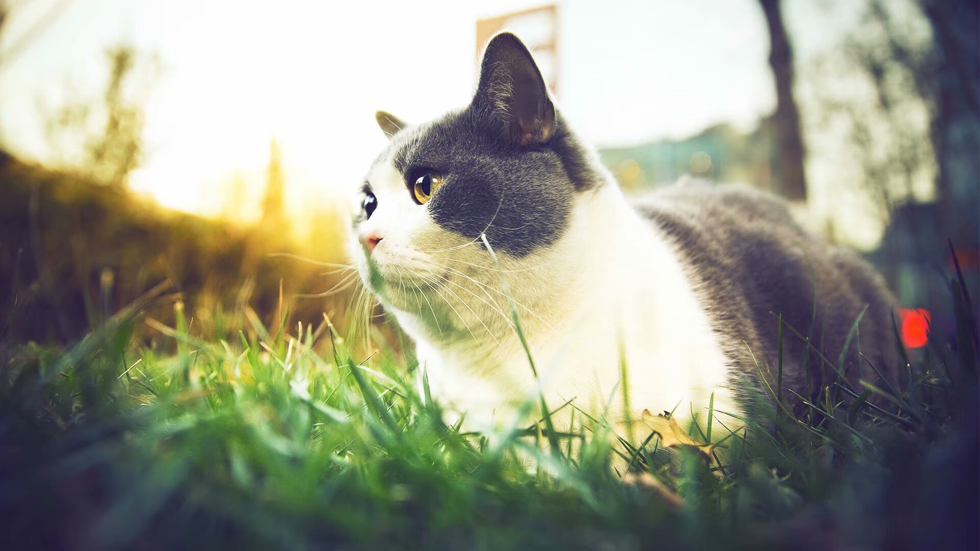 魔术魔力四射斩落热火,米切尔全能表现堪称完美