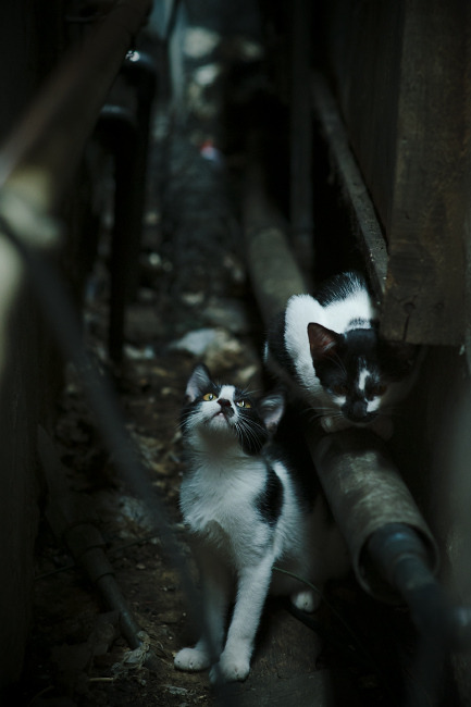 血战圣西罗，伊朗铁卫血染拉齐奥防线，萨内魔翼展翅定乾坤