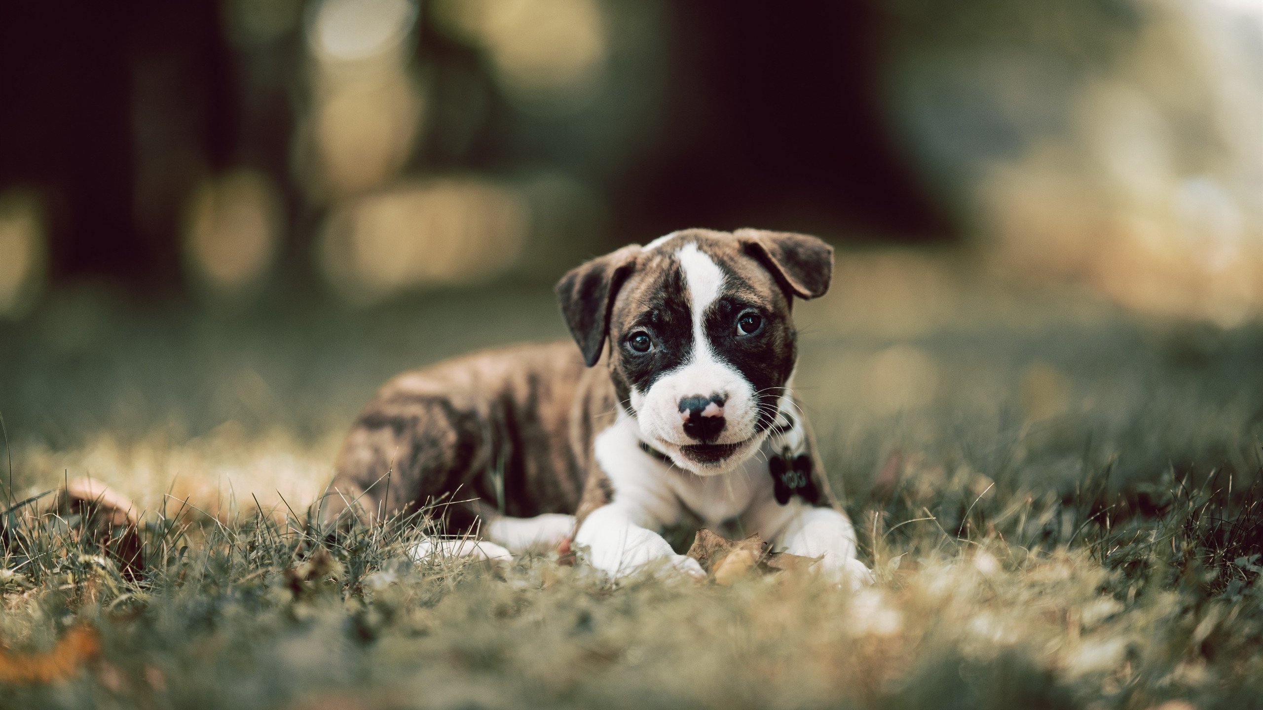 F1新赛季揭幕战之夜，马克西·维斯塔潘，舞台越大越强