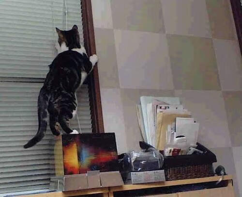 欧冠决赛焦点战，绿色王朝的黄昏，一支奇才是如何从内部冲垮凯尔特人的？