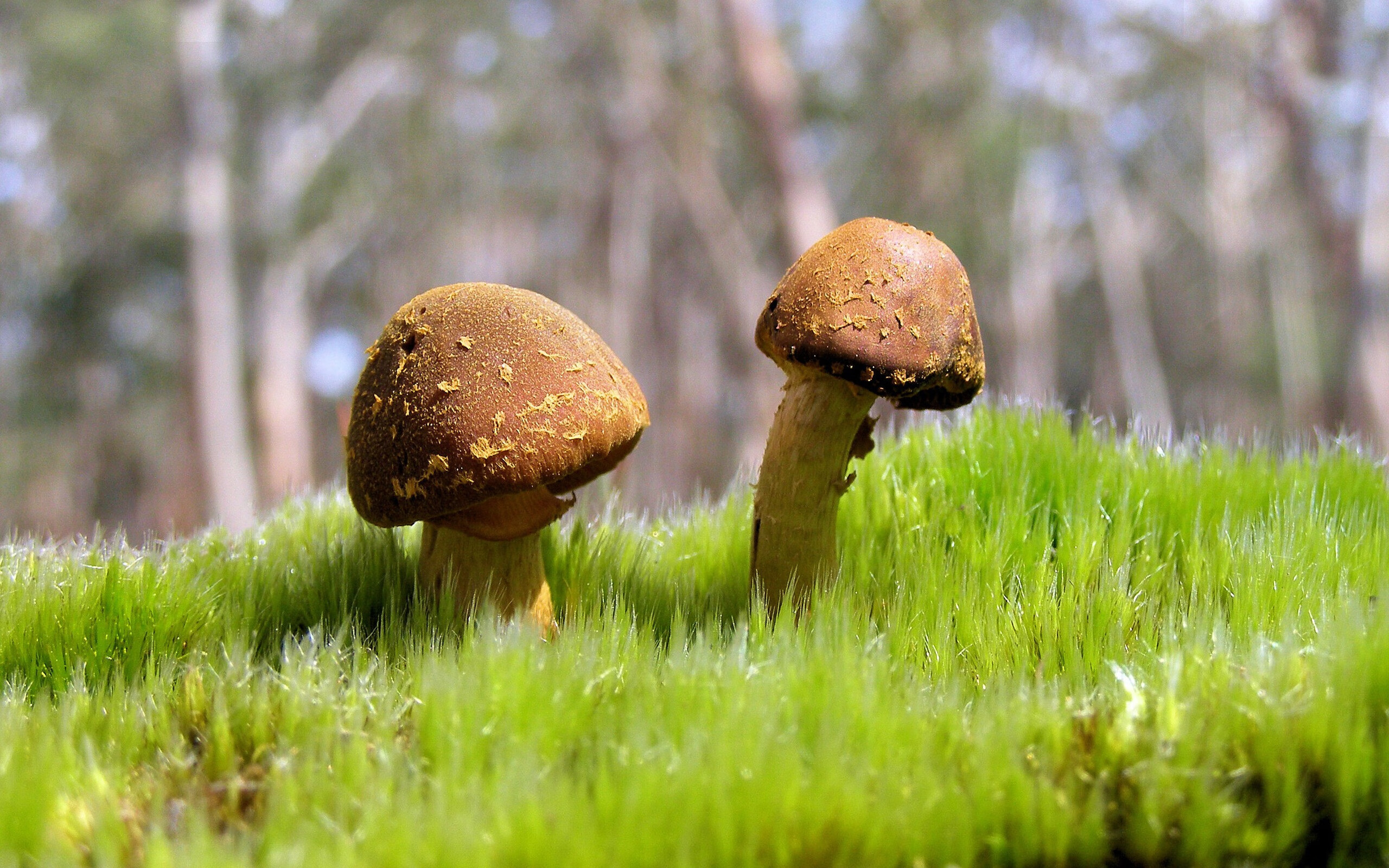 李刚仁导演逆转风暴,AC米兰友谊赛踏平摩洛哥霸主