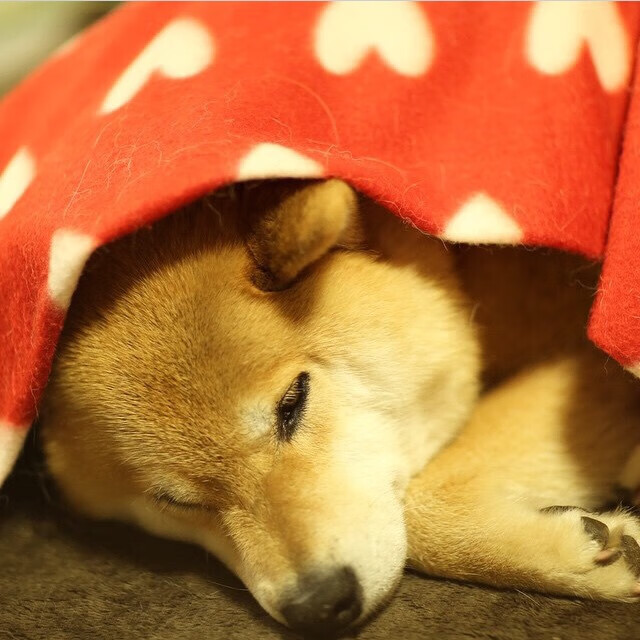 锁链与钥匙，卢卡库如何破解拉齐奥的突尼斯式封锁