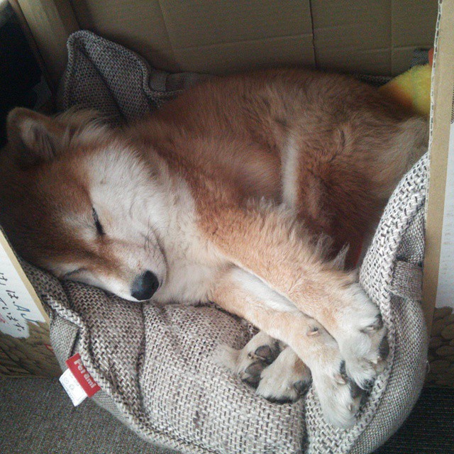 贝林厄姆闪耀夜，硬仗之王引领英格兰史诗逆转埃及