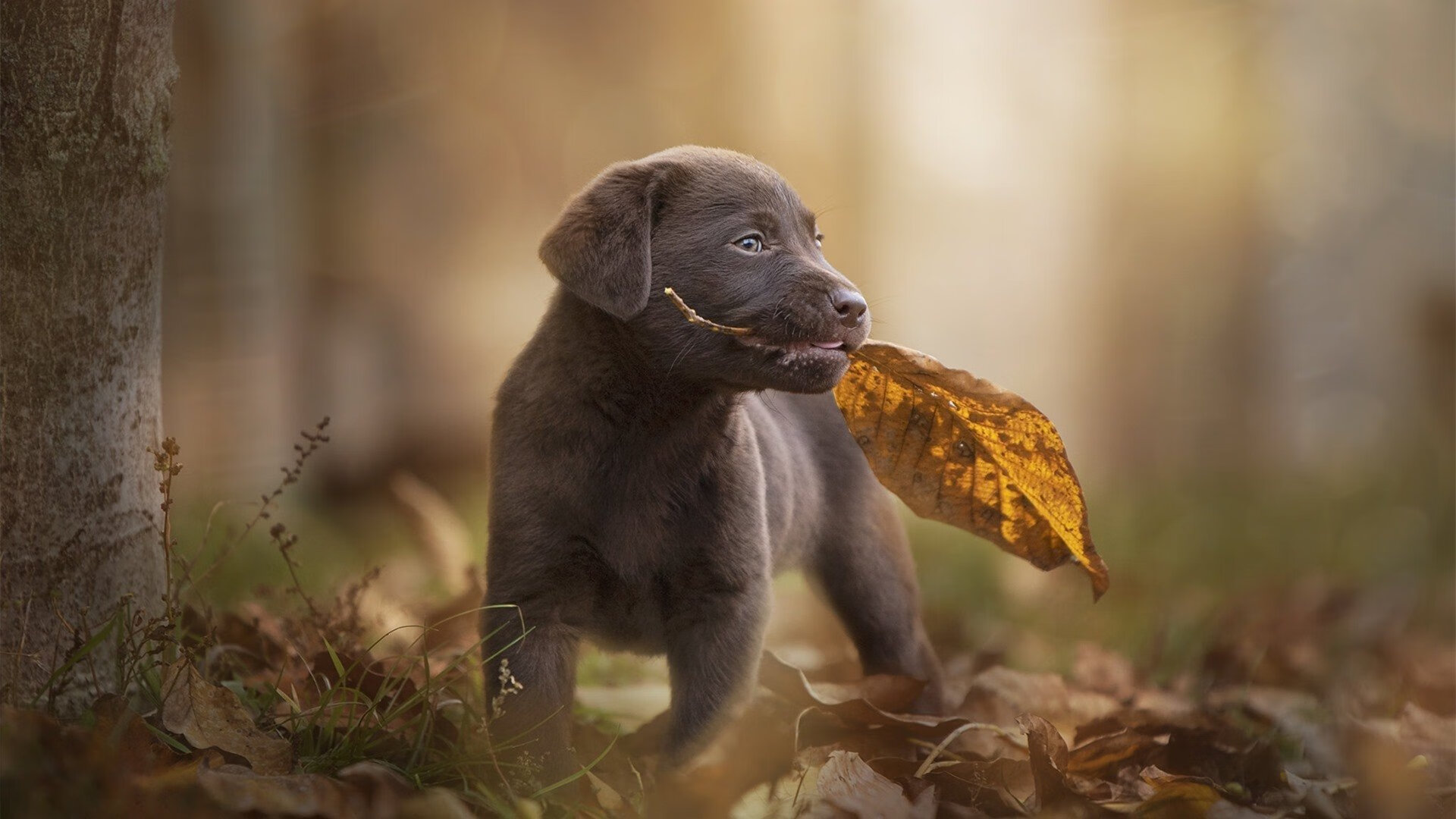 评分满分的马丁内利与一边倒的横扫，现代足球的胜利密码何在？