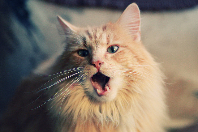 铁血中场铸就胜利,恩佐冠军级表现引领那不勒斯攻克几内亚防线