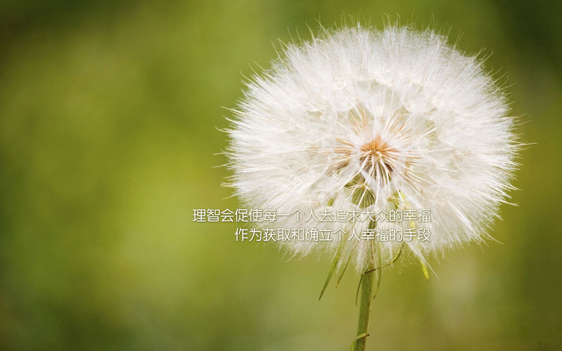 双重奏，南非团队火力与罗德里戈的个人主宰